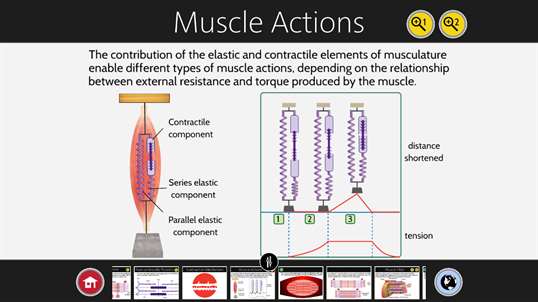 Muscle Contraction screenshot 3