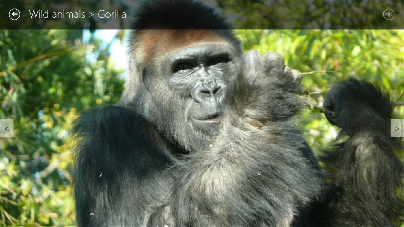 #7. Who's who of animals (Windows) 게시자: Cedric Le Penmelen