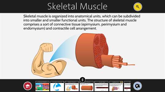 Muscle Contraction screenshot 2