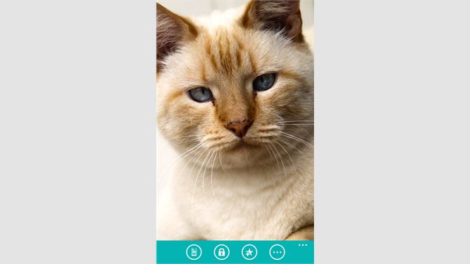 Hintergrundbilder Katzen Beziehen Microsoft Store De Lu