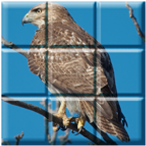 Download Hawk Puzzle