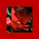 Barb Bowman Photography