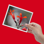 Shared Impressions