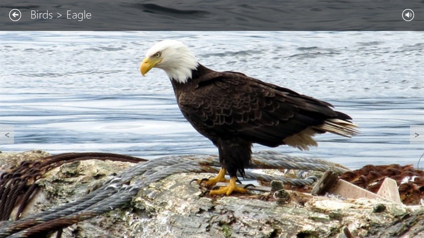 #2. Who's who of animals (Windows) 게시자: Cedric Le Penmelen