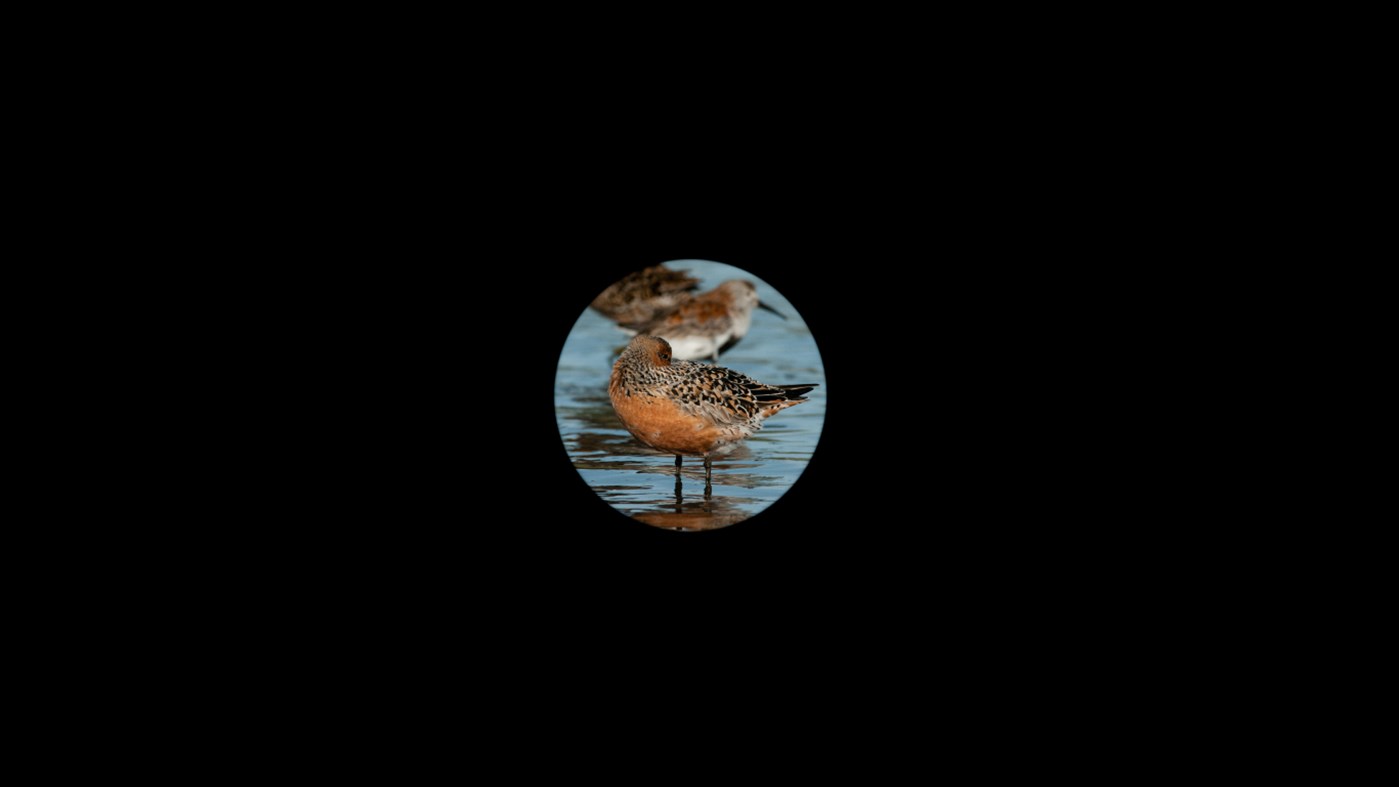 #7. RareBirder (Windows) By: PKZSoftware