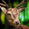 Deer Hunt African Safari-2015