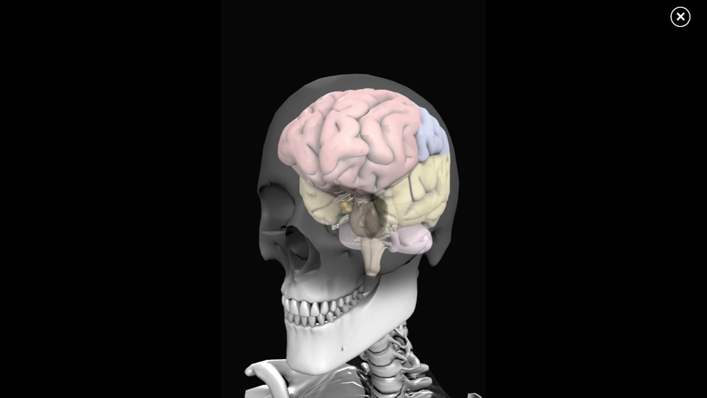 #2. Anatomy 3D: Organs (Windows) Podle: Real Bodywork