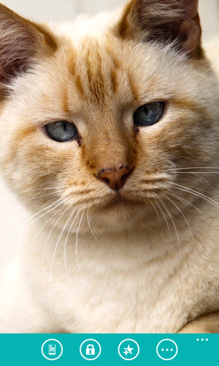 Recevoir Fonds D Ecran Chats Microsoft Store Fr Fr