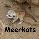 Meerkats