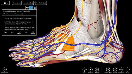 Essential Anatomy 3 screenshot 5