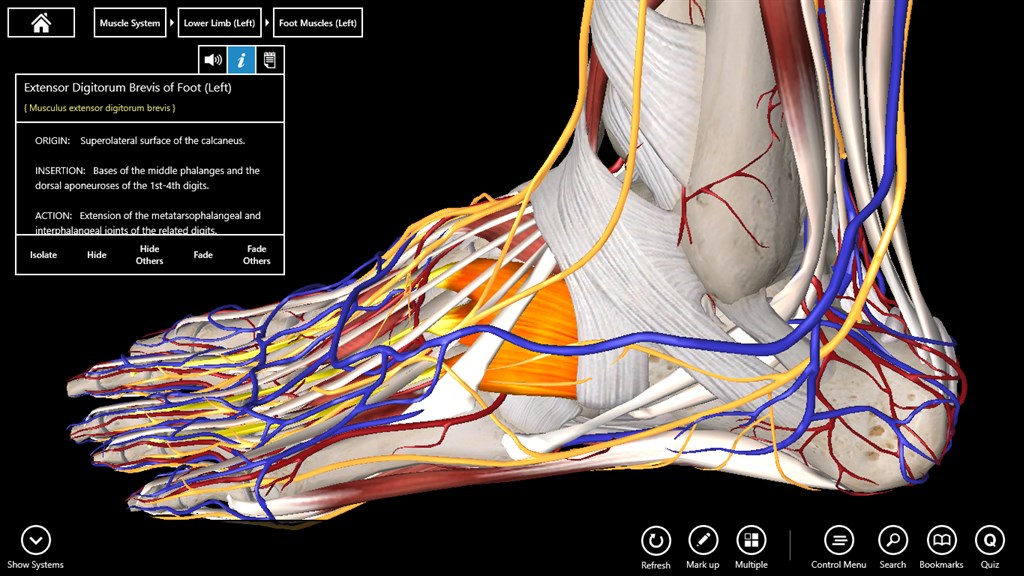 Essential Anatomy 3 - Official app in the Microsoft Store