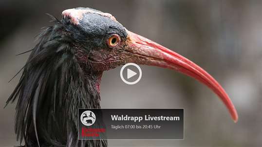 Tierpark Live: Waldrapp screenshot 1