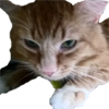 Stuart Photo Editor