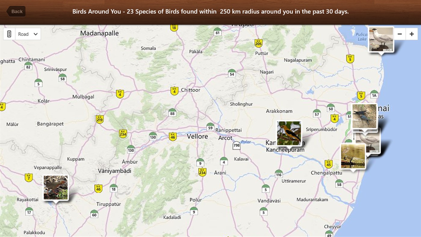 #9. Bird Calls - Bird Sounds & Bird Songs (Windows) 由: XLabz Technologies