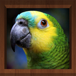 Bird Calls - Free : 4500+ Bird Sounds, Bird Songs, Bird Identification & Bird Guide