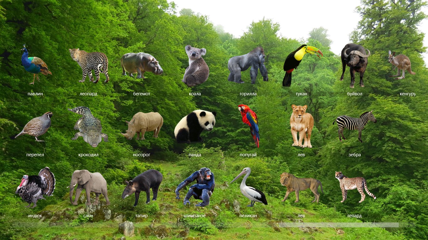 Животных которые живут в тропическом лесу