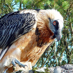 Tierpark Live: Bartgeier