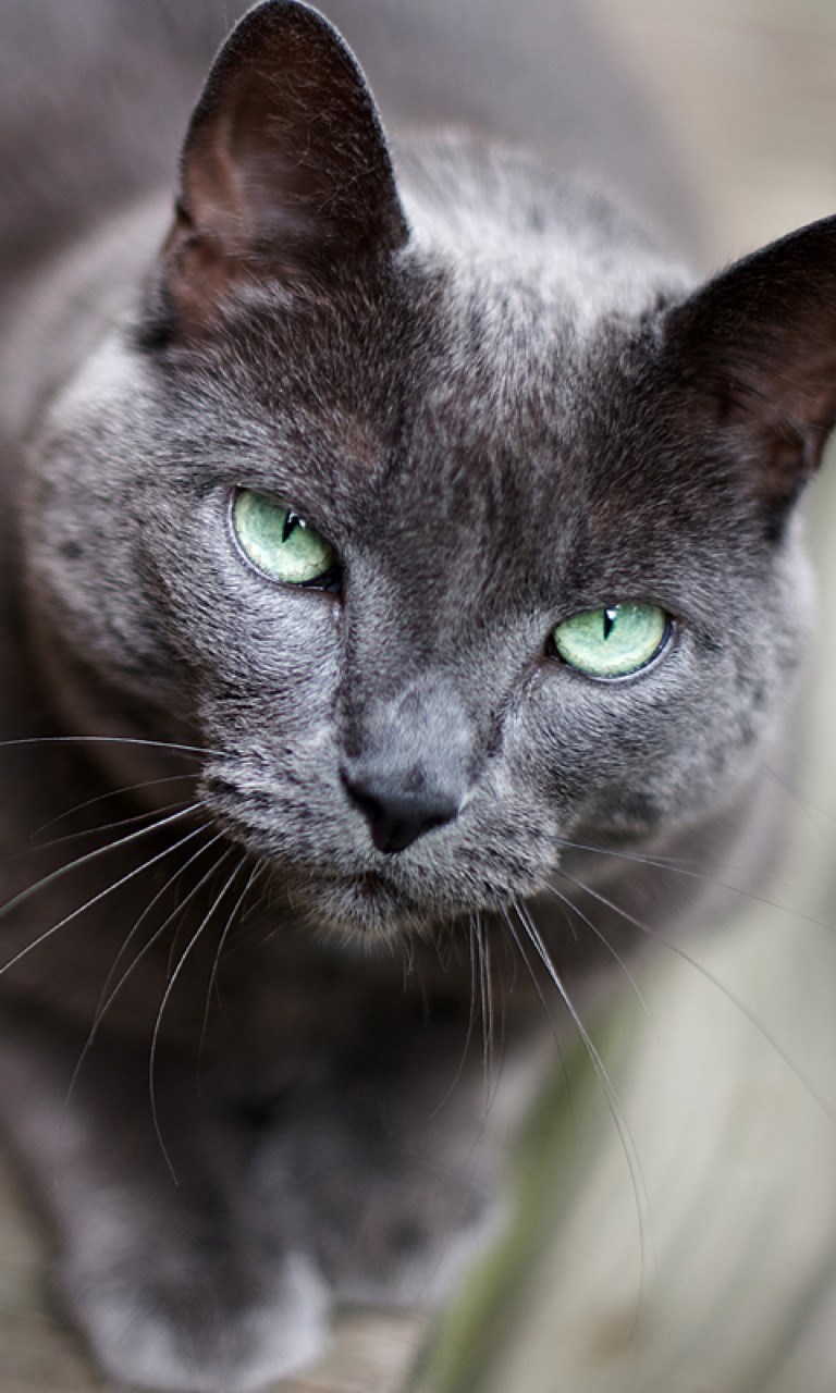 Recevoir Fonds D Ecran Chats Microsoft Store Fr Lu