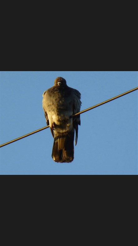 #4. GIF Viewer (Windows) โดย: Biyee SciTech Inc.