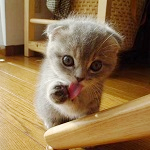 Daily Cute Critters of the Internet