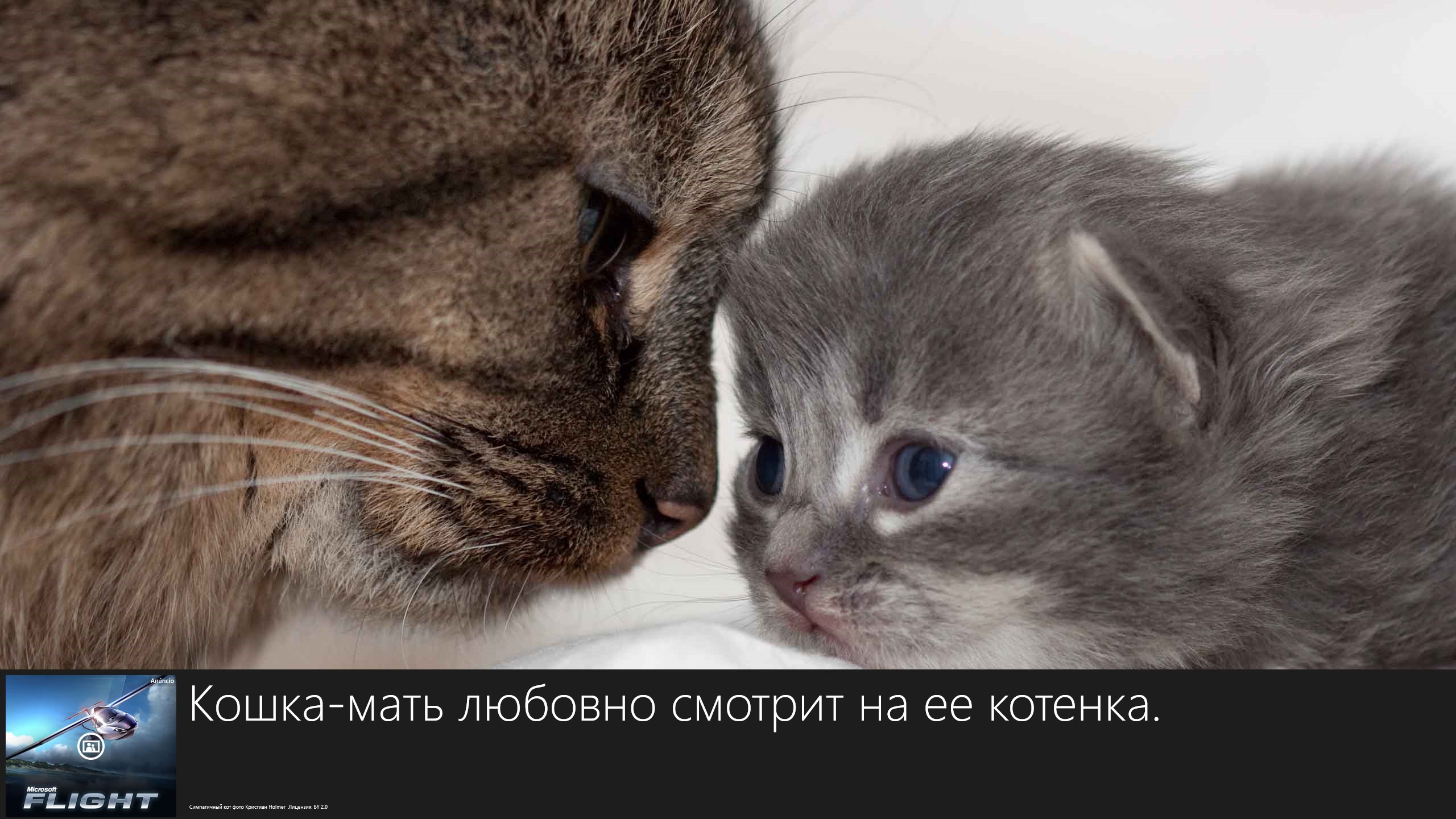 Cute Cat of the Day — бесплатно скачайте и установите в Windows | Microsoft  Store