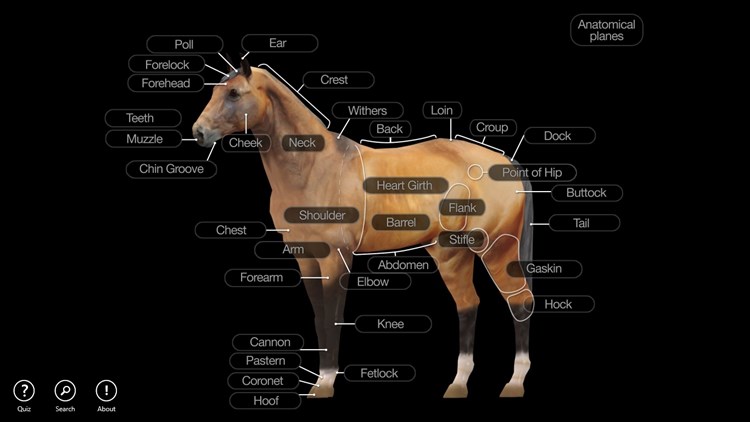 Horse Anatomy: Equine 3D - PC - (Windows)