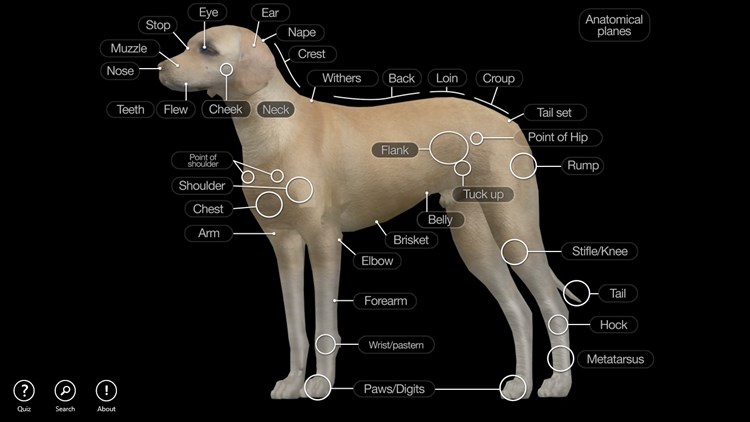 Dog Anatomy: Canine 3D - PC - (Windows)
